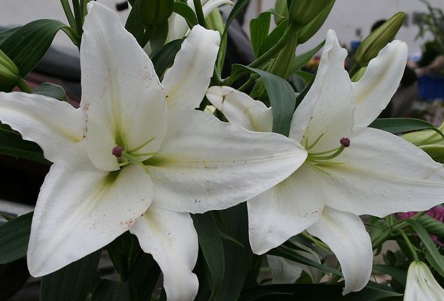 百合花